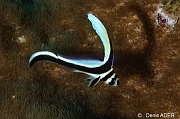 Equetus-punctatus juvenile Chevalier ponctue-Bonaire Sharon serenity-12m-20180218-Denis-ADER-DSC_6575_tn